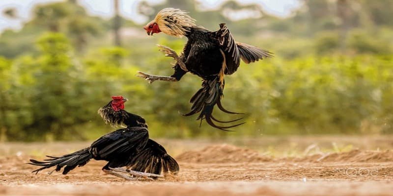 Giới Thiệu Về Đá Gà C1